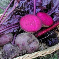 Rote_Beete_Bulls_Blood_Samen_1.jpg Rote_Beete_Bulls_Blood_Samen_1.jpg