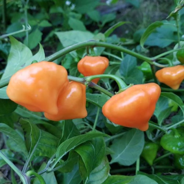 Orange Ufo Chili Seeds