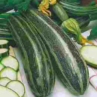 Zucchini_Long_Green_Bush_Samen_1.jpg Zucchini_Long_Green_Bush_Samen_1.jpg