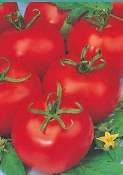 Tres Cantos Tomato Seeds
