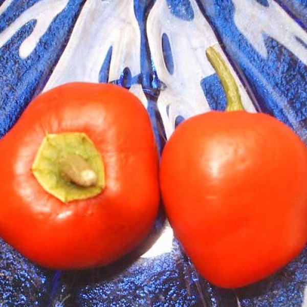 Rocoto_Peron_Rojo_Chili_Samen_1.jpg