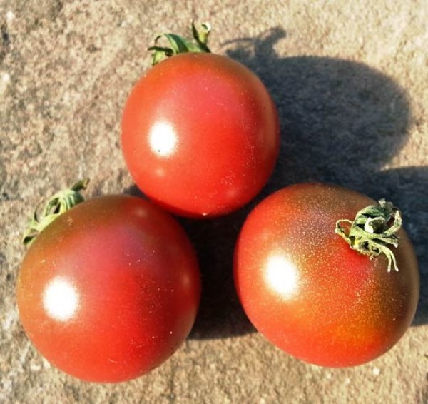 Rosella_Tomaten_Samen_1.jpg