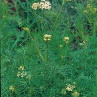 Echter_Kuemmel_Samen_1.jpg Echter_Kuemmel_Samen_1.jpg