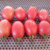 Pink_Thai_Egg_Tomaten_Samen_1.jpg Pink_Thai_Egg_Tomaten_Samen_1.jpg