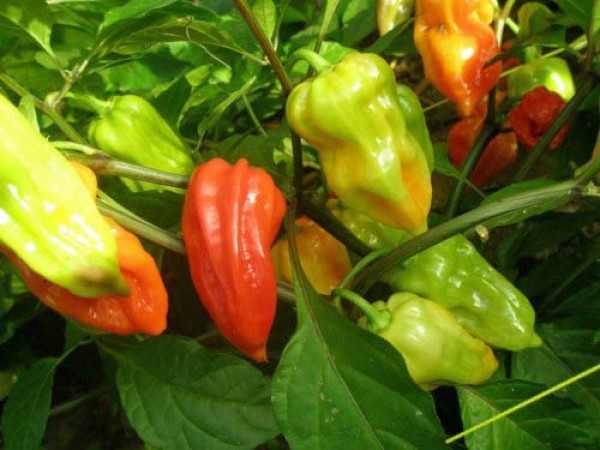 Bih_Jolokia_Mini_Bhut_Chili_Samen_1.jpg