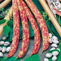 Stangenbohne_Borlotto_Lingua_Du_Fuoco_Samen_1.jpg Stangenbohne_Borlotto_Lingua_Du_Fuoco_Samen_1.jpg