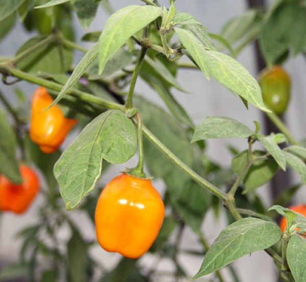 Mix De Rocoto (Manzano Chili Pepper) Seeds - 25 Semillas (5 Varieties) For  Outdoor Growing, Free Shipping Radicchio Seed