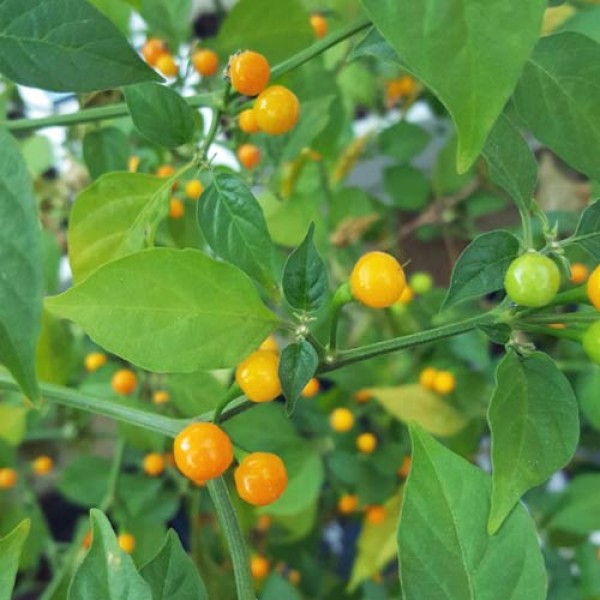 Organic Aji Charapita Yellow Chili Seeds
