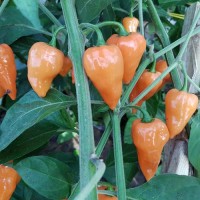 Hexennase_Peach_Chili_Samen_1.jpg Hexennase_Peach_Chili_Samen_1.jpg