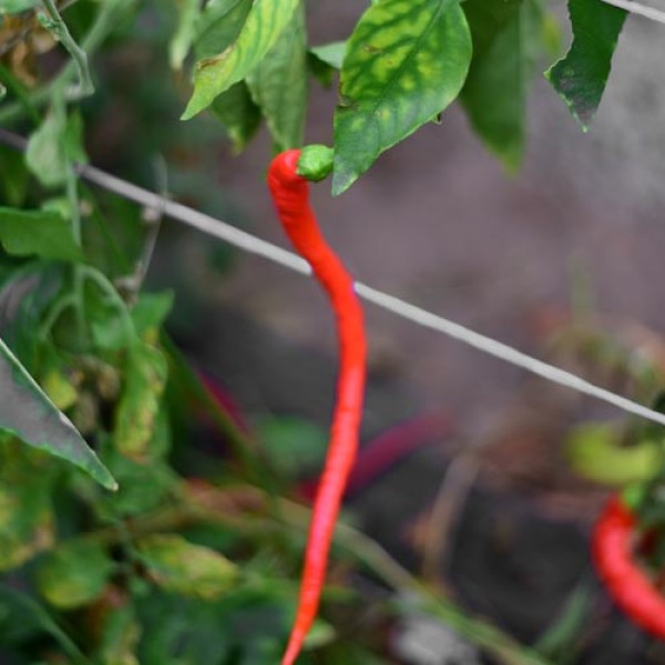 Organic Corbaci Chili Seeds 1000 Stk.