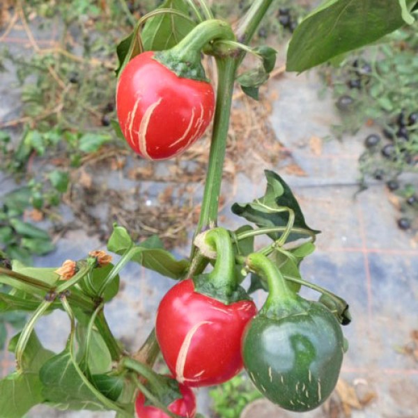 Jalapeno Conchos Big Chili Seeds