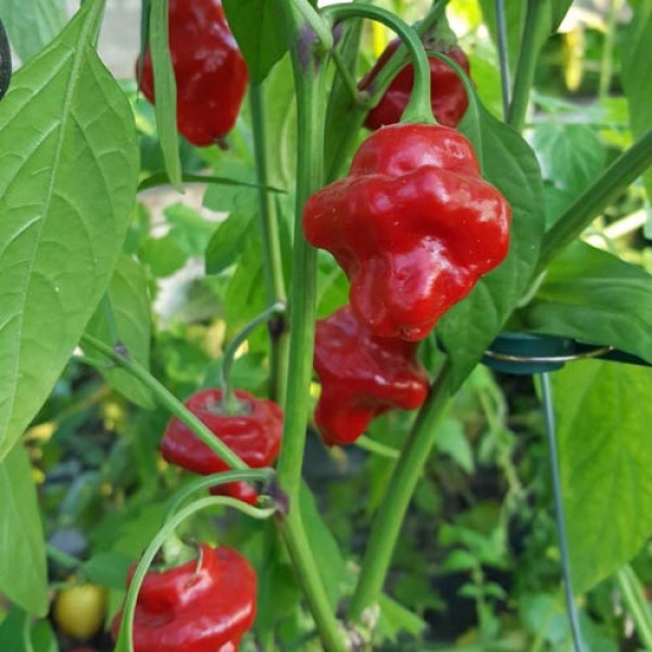 Tazmanian Red Chili Seeds