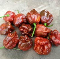 7_Pot_Brown_Chili_Samen_1.jpg 7_Pot_Brown_Chili_Samen_1.jpg