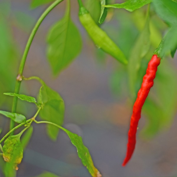 Organic Nepal Snakebite Chili Seeds 1000 Stk.