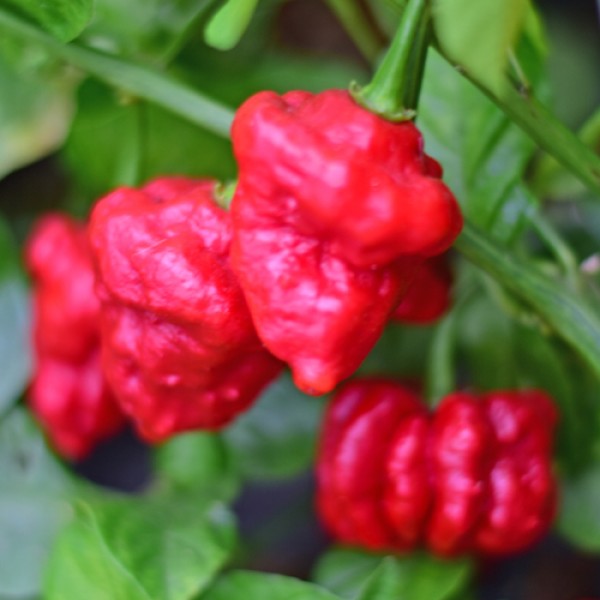 Turks Cap Chili Seeds