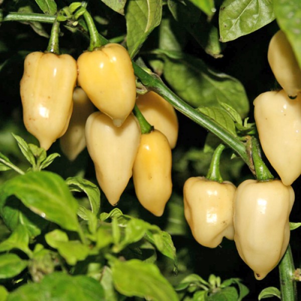 Fatalii_weiss_Chili_Samen_B_Ware_1.jpg