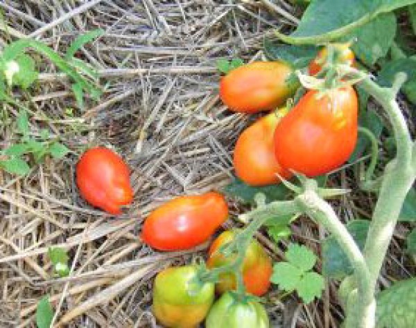 Roma Excellent Tomato Seeds