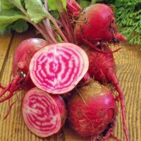 Rote_Beete_Chioggia_Samen_1.jpg Rote_Beete_Chioggia_Samen_1.jpg