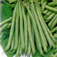 Stangenbohne_Slenderette_Samen_1.jpg Stangenbohne_Slenderette_Samen_1.jpg