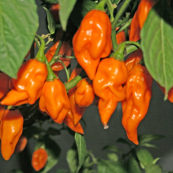 Bih Jolokia Orange Chili Seeds