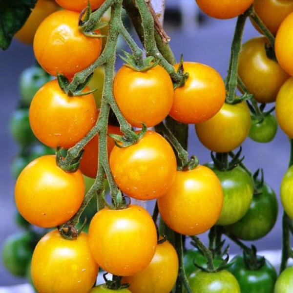 Golden_Crown_Tomaten_Samen_1.jpg