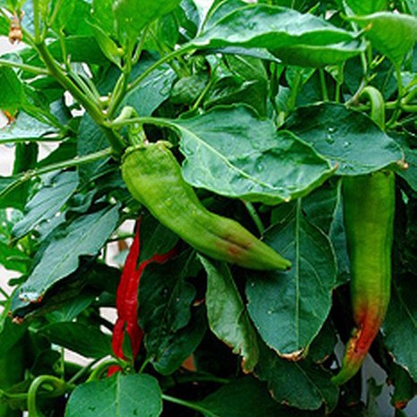 Big Jim Chili Seeds
