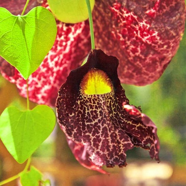 Gespensterpflanze-Aristolochia-Samen_01.jpg