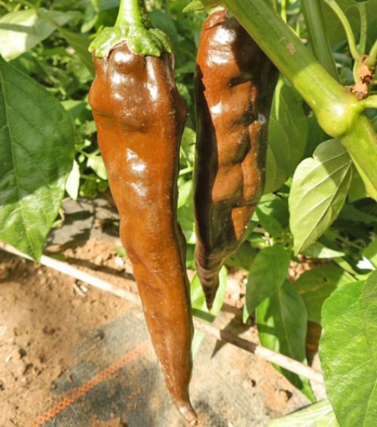 Palmichal Negro Chili Seeds