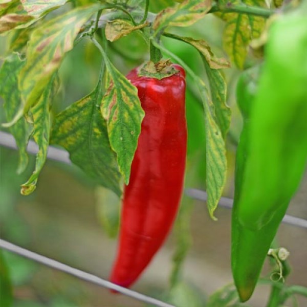 Hegyes_Eroes_Chili_Samen_01.jpg