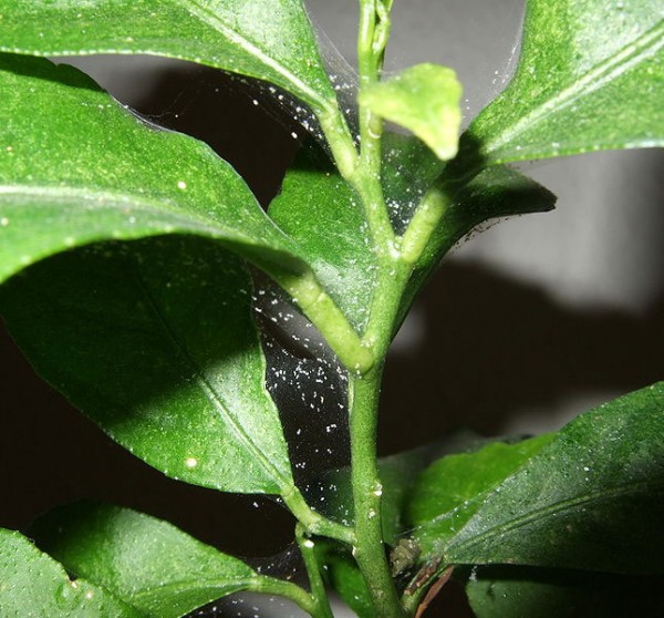 Information about pest control on chilli plants