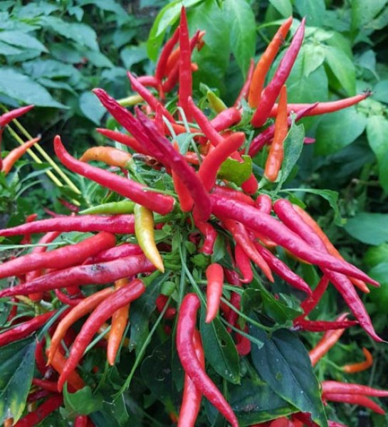 Lingua di Fuoco Chili Seeds