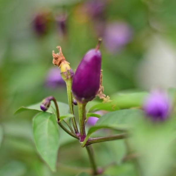 Organic Bolivian Rainbow Chili Seeds 1000 Stk.