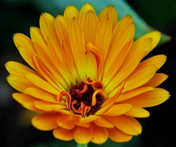 Calendula_Orange_King_Samen_1.jpg