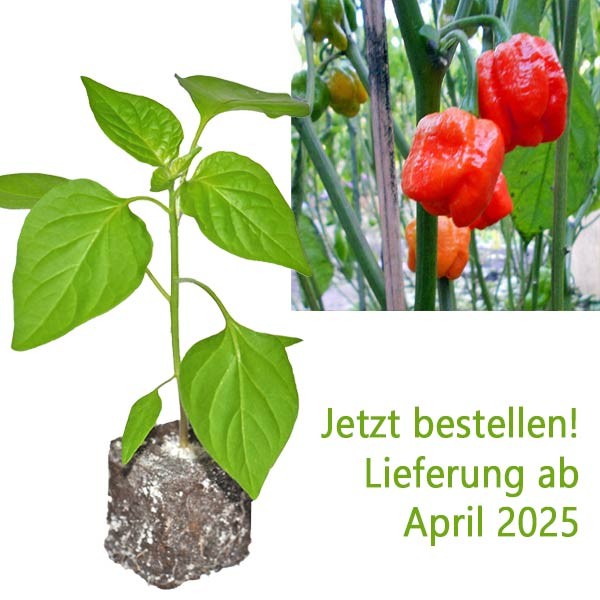 BIO_Trinidad_Scorpion_Moruga_Chili-Pflanze_01.jpg