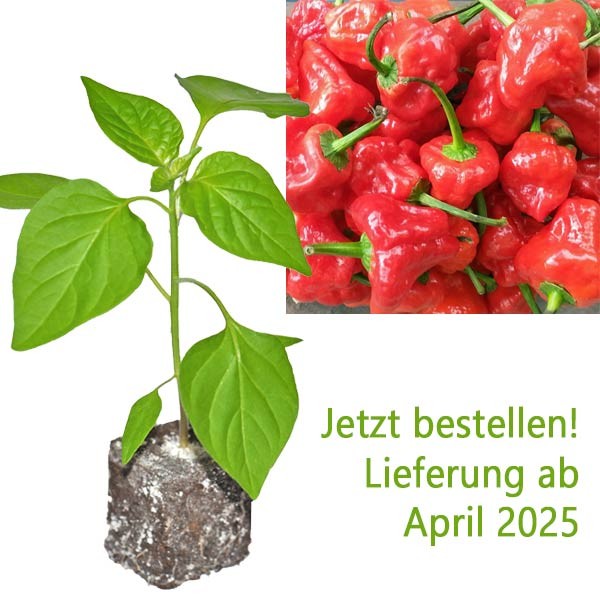 BIO_Scotch_Bonnet_Red_Chili-Pflanze_01.jpg