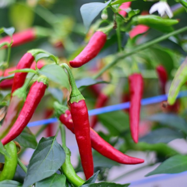 Organic NuMex Twilight Chili Seeds 1000 Stk.