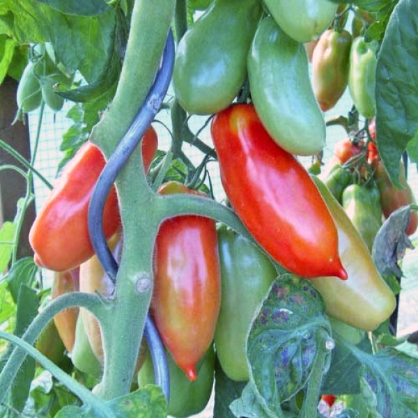 San Marzano Tomato Seeds