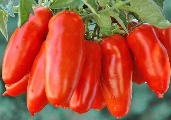 San Marzano Lampadina Tomato Seeds