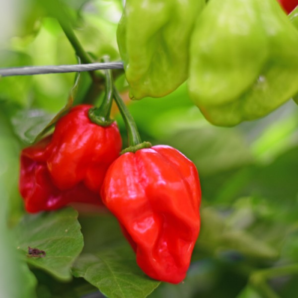 Organic Habanero Francisca Red TM Chili Seeds 1000 Stk.