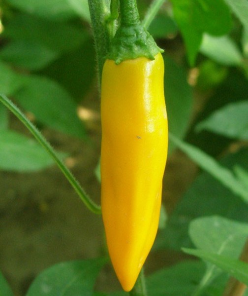 Costeno Amarillo Chili Seeds
