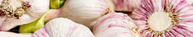 Garlic