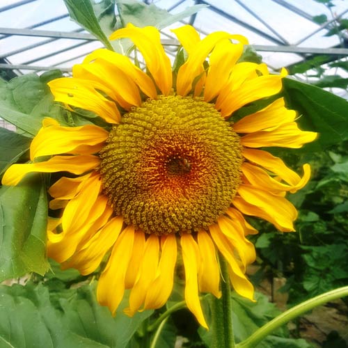 Sunflower Skyscraper Seeds buy online at
