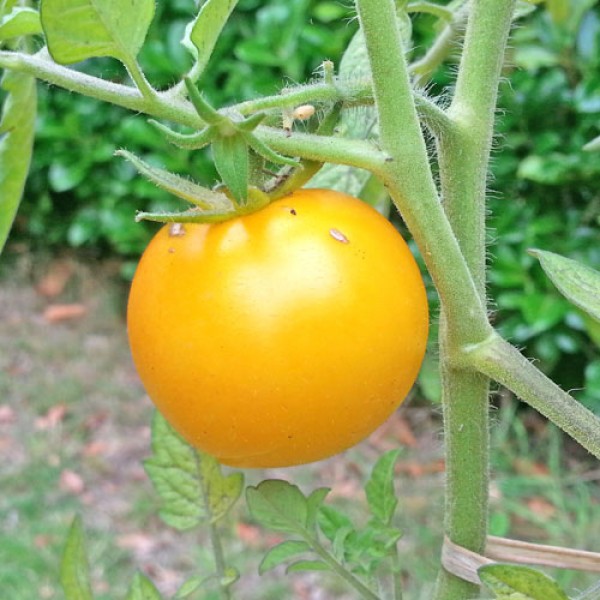 Golden Sunburst Tomato Seeds
