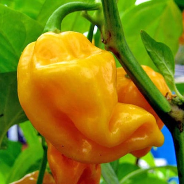 Untilka Chili Seeds