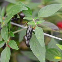 Bio_Chihuacle_Negro_Chili_Samen_01.jpg Bio_Chihuacle_Negro_Chili_Samen_01.jpg