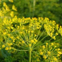 Dill_Mammoth_Samen_1.jpg Dill_Mammoth_Samen_1.jpg