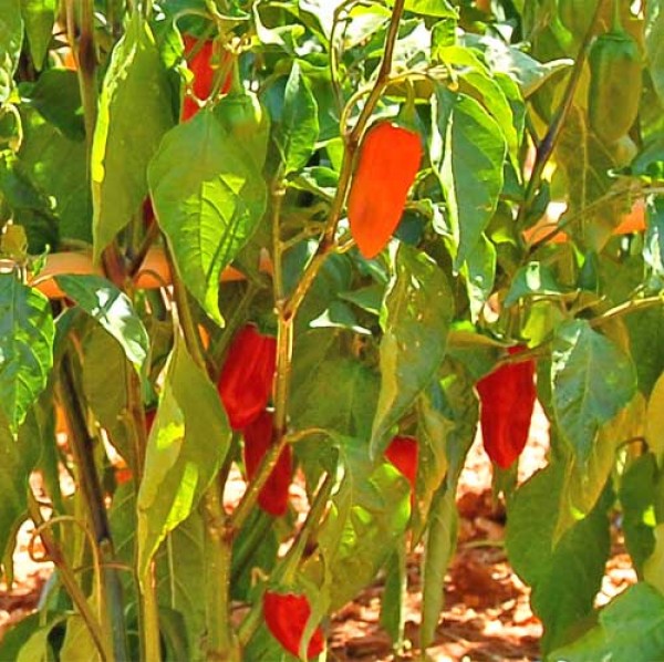 Naga Morich Red Chili Seeds