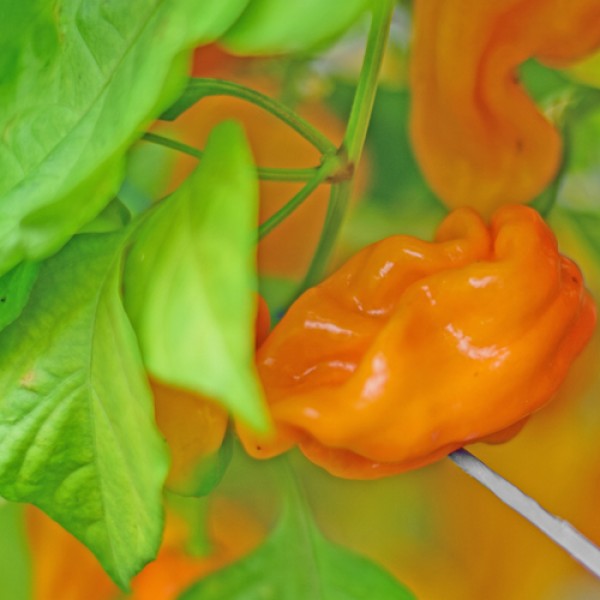 Habanero_Tabaquite_Chili_Samen_01.jpg