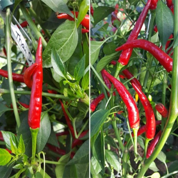 Thai Dragon Chili Seeds