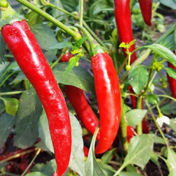Organic Grisu Chili Seeds 1000 Stk.